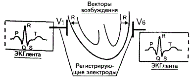 Нормально функционирующее сердце